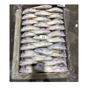 Pescado Dorsa Roja Congelada de Primera Calidad al Por Mayor a Precio Económico |   Pescado entero de branzo del Mar Rojo al por mayor - Product Image 6