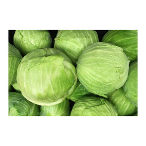 Export quality <b>fresh</b> <b>cabbage</b> supplied in volume for restaurants and food service - Product Image 5