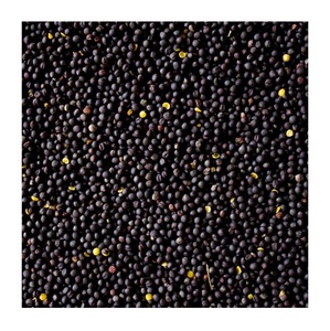 เมล็ดพันธุ์ข่มขืน/เมล็ดคาโนลา/ข่มขืน - Product Image 1