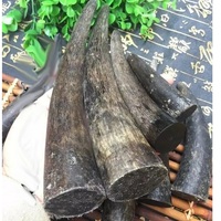 Bonne qualité personnalisé à vendre en vrac corne de buffle et pointe de corne/OX qualité naturelle OX et pointe de corne de buffle à vendre au prix