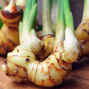 Vente en gros de galanga/Alpinia officinarum congelé de qualité supérieure avec sac sous vide - Product Image 4