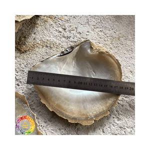 Cuillère en coquillage élégante pour servir du caviar-Cuillère en nacre de qualité supérieure, faite à la main et décorative - Product Image 4