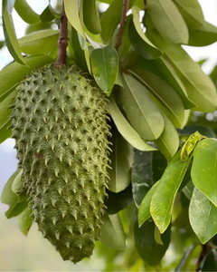 Feuilles de corossol du Vietnam / Ingrédient naturel pour le thé - Product Image 6