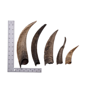 ฮอร์นแพะแท้แบบขัดเงาขนาดต่างๆ - Product Image 1