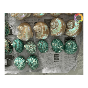 Coquillages décoratifs et cuillères à coquilles de conque au toucher réel-Artisanat naturel du Vietnam Coquillages pour la décoration - Product Image 4