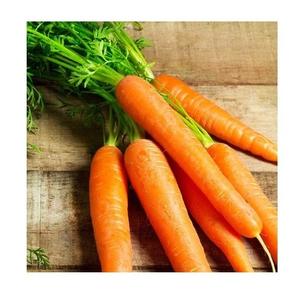 Zanahorias verduras frescas baratas al por mayor de calidad superior a granel - Product Image 4