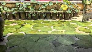 หมวกทรงใบบัวที่เป็นมิตรต่อสิ่งแวดล้อมจากเวียดนามสำหรับตลาดต่างประเทศในราคายุติธรรม - Product Image 4