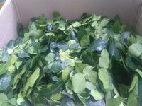 FEUILLE DE CITRON NATUREL/FORCE IMMUNITAIRE/ÉTIQUETTE PROPRE/À BASE DE PLANTES