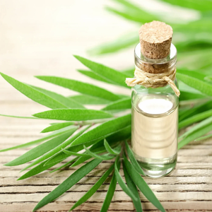 Top vente 100% huile d'arbre à thé biologique pure pour les cheveux et la peau huiles de santé huile essentielle d'arbre à thé biologique en gros - Product Image 1
