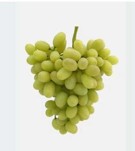 <b>Fresh</b> Organic Seedless <b>Grapes</b> for Export-Green <b>Grape</b> for <b>Fresh</b> Use - Product Image 2