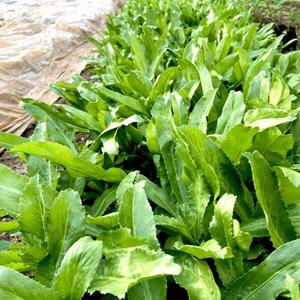 Fábrica de hojas secas de cilantro de Vietnam, hoja aromática seca, hoja de cilantro seca, precio competitivo - Product Image 3