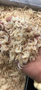 Camarón bebé seco (Jawla) variedad Tamaño 250g paquete sin químicos 100% - Product Image 3