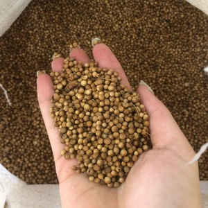 เมล็ดผักชีออแกนิกสดใหม่ทั้งเครื่องเทศจากธรรมชาติสำหรับทำอาหารและให้ประโยชน์ต่อสุขภาพ - Product Image 5