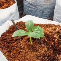Vente en gros, fournisseurs et fabricants de tourbe de coco de qualité supérieure fabriquée à partir de cosses de noix de coco du sud de l'Inde au prix le moins cher