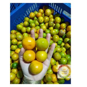 Jus de calamansi congelé naturel du Vietnam 100% pur Extrait de kumquat agrumes sans pépins pour les fabricants de boissons, les desserts et l'exportation de détail - Product Image 1