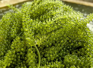 สาหร่ายทะเลพรีเมียม (อุมิบูโด) มีจำหน่ายจำนวนมาก - Product Image 6