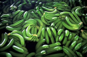 Grado A Cavendish Green Banana Calidad Premium Fresh Plátano Vietnam Sweet Durable Green Bananas Dry Pack Bulk Exportación al por mayor - Product Image 3