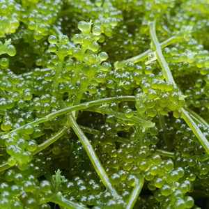 TENDANCE CHAUDE-RAISINS DE MER/PRODUIT SÉCHÉ AU CAVIAR VERT POUR LE COMMERCE MONDIAL - Product Image 4