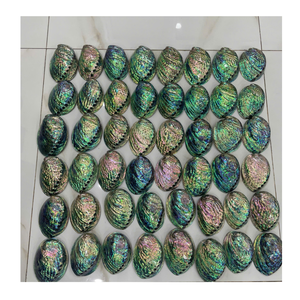 Concha de Abulón de Vietnam al por Mayor, Mejores Precios para Pedidos al por Mayor, Concha Marina de Primera Calidad para Exportación desde Vietnam - Product Image 1