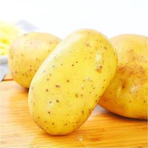 มันเทศกลมหวานออร์แกนิคสด ขนาด 10 ซม. น้ำหนัก 15 กก. จำหน่ายแบบขายส่ง - Product Image 1