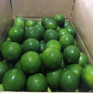 Nouvelle récolte de citron frais sans pépins origine Vietnam au meilleur prix exportation - Product Image 3