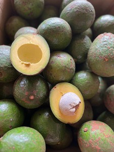 อะโวคาโดสดแช่แข็งหั่นบางๆราคาถูก - Product Image 4