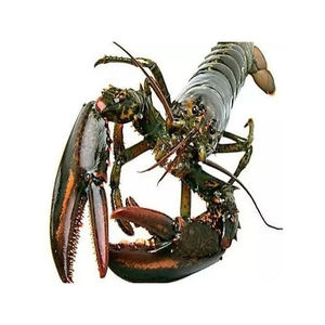 กุ้งมังกรสดหางกุ้งล็อบสเตอร์ - Product Image 3