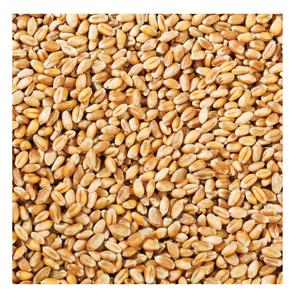 Granos DE TRIGO secos orgánicos de alta calidad a granel al por mayor baratos - Product Image 6
