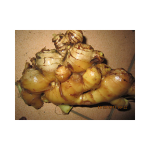 Raíz joven natural de jengibre fresco para encurtidos de sushi e infusiones de bebidas, seleccionado a mano en Vietnam, suministro de servicio de alimentos Premium - Product Image 6