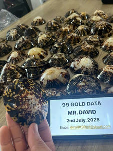 เปลือกหอย Limpet บรรจุภัณฑ์แบบกำหนดเองสำหรับชุดงานฝีมือพร้อมจำหน่ายและของที่ระลึกผลิตภัณฑ์จากธรรมชาติที่เป็นเอกลักษณ์เหมาะสำหรับนักท่องเที่ยว - Product Image 5