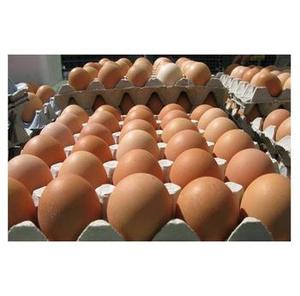 Huevos para incubar al por mayor Cobb 500, criador de pollos de engorde Premium, huevos fértiles para granjas y criaderos de aves de corral - Product Image 6