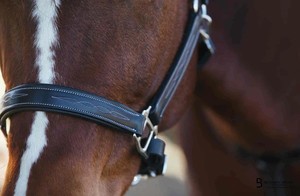 Nuevo diseñador Six Fancy Padded Halter-Latón Níquel Hardware Ajustable Horse Halter Hecho en India con cuero genuino 100% - Product Image 5