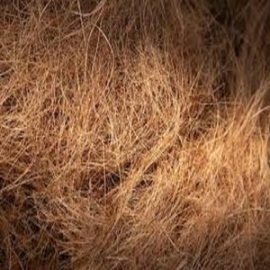 Fibre de noix de coco naturelle de haute qualité pour matelas brosses cordes tapis de culture paillis fibre de coco vente en gros de l'Inde - Product Image 3