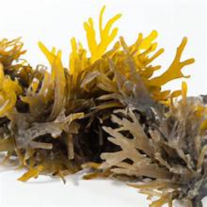 Musgo marino seco de alta calidad al mejor precio con embalaje OEM de Vietnam - Product Image 4