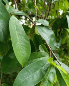 Hojas de guanábana de Vietnam / Ingrediente natural para el té - Product Image 4