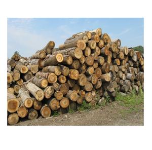 Troncos y madera de madera dura baratos a la venta, madera de primera calidad para construcción, muebles y fabricación en todo el mundo - Product Image 4