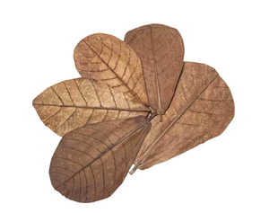 100% Feuilles d'amande Catappa indiennes écologiques 10cm Lot de 30 en plastique pour nettoyer les produits pour animaux de compagnie Betta Aquarium - Product Image 2