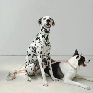 Correa Simple y Cómoda SUMMA, Juego OEM de Corea para Perros, 1.5M, Material TPU Duradero y Ecológico, Impermeable y Lavable - Product Image 1