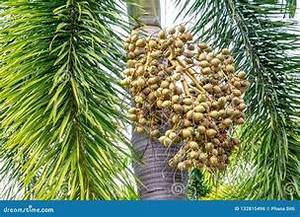 FRUTA ENTERA PREMIUM CONGELADA BETEL/ORIGEN DE PLANTA NATURAL/FÓRMULA DE ETIQUETA LIMPIA/CONSERVADORES CERO - Product Image 5