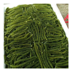 Dried seagrape Vietnam hot selling product from 99D factory direct supply for food processing distributors & bulk export orders - Product Image 1