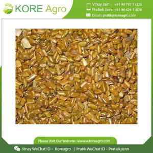 Venta al por mayor 100% semillas naturales de Cassia Tora sin cafeína de alta calidad a la venta - Product Image 4