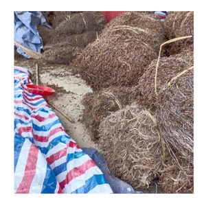 Feuilles de gelée d'herbe séchée de haute qualité pour l'utilisation de gelée et de boissons par 99 Gold Data Premier exportateur du Vietnam - Product Image 3