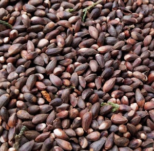 Fourniture en vrac de graines de coton biologique brut blanchies écologiques et anti-bactéries - Product Image 5