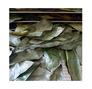 Proveedor de Vietnam de hojas secas de Guanábana limpiadas y empaquetadas para exportación adecuadas para mezclas de té y remojo en agua caliente - Product Image 1