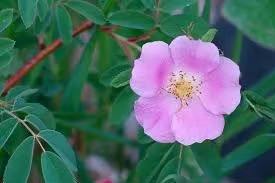 Fruits de cynorrhodon séchés très demandés pour les tisanes, les nutraceutiques et les applications cosmétiques, disponibles au prix d'usine - Product Image 3