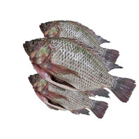 Poisson tilapia congelé de taille A1 de haute qualité de la ville de Makassar au sud de Sulawesi en Indonésie-fruits de mer conservés au sel entier dans des boîtes en vrac