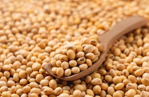 Soybeans Organic Non Gmo Whole Yellow <b>Beans</b> For Cooking And <b>Baking</b> For Sale - Product Image 4