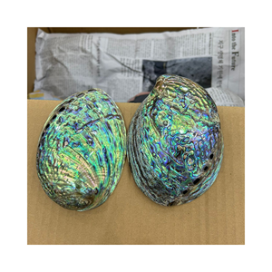 เปลือกหอยเป๋าฮื้อที่สวยงามสำหรับงานหัตถกรรมเครื่องประดับช่างฝีมือ - Product Image 6