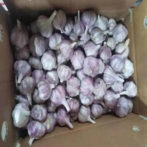 กระเทียมสดออร์แกนิกแบบมีเปลือกสีขาวจากประเทศไทย สำหรับขายส่ง ขายปลีก และใช้ในครัว - Product Image 2
