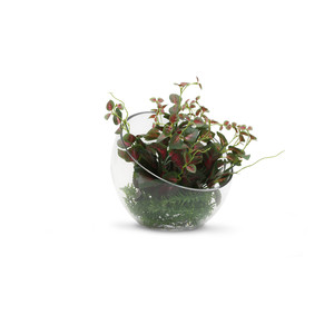 VHC0708 - Florero de Vidrio Transparente con Corte Inclinado Único - 8.25 - Product Image 2
